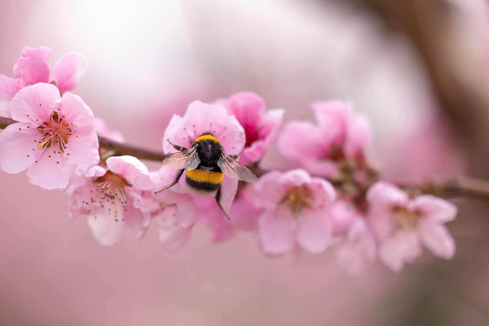 fiore di pesco con ape